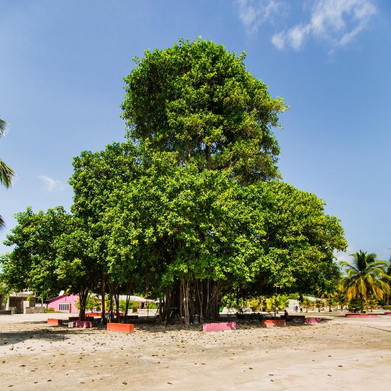 Villa Rosa Maldives Feridhoo Екстер'єр фото